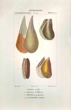 Mitilacei-Mytila-Zoology-Plate 298- Etching by Jean Francois Turpin-1831