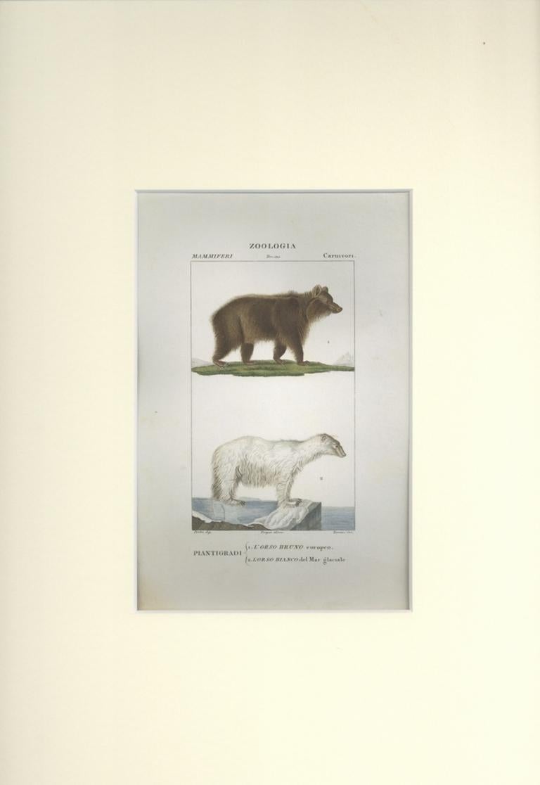Orso Bruno-Orso Bianco... planche 121- gravure de Jean Francois Turpin-1831 - Print de TURPIN, P[ierre Jean Francois]