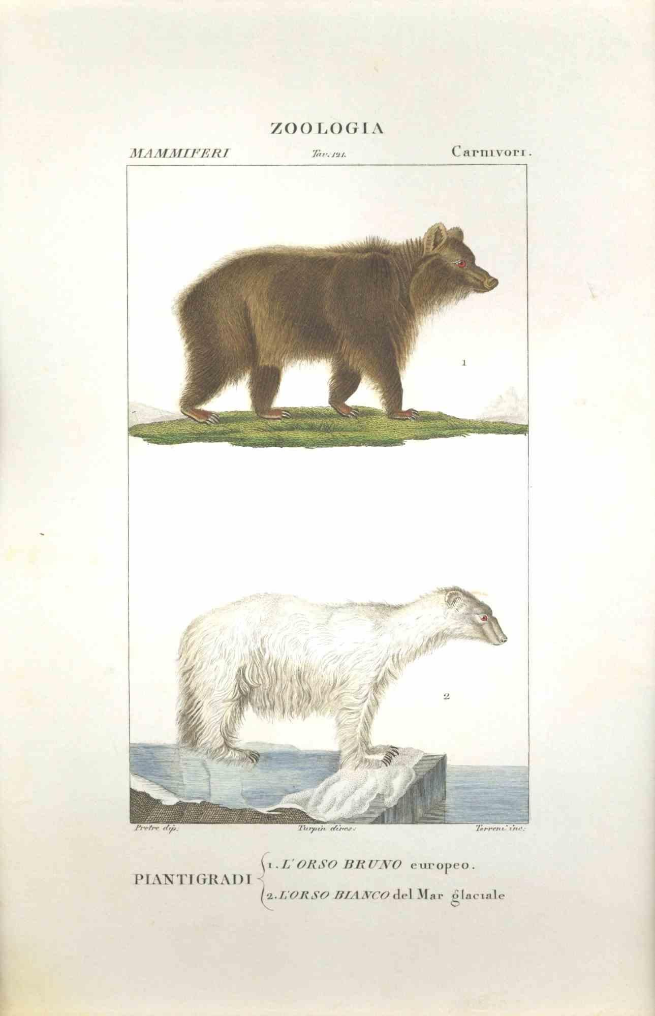 TURPIN, P[ierre Jean Francois] Animal Print - Orso Bruno-Orso Bianco...-Plate 121- Etching by Jean Francois Turpin-1831