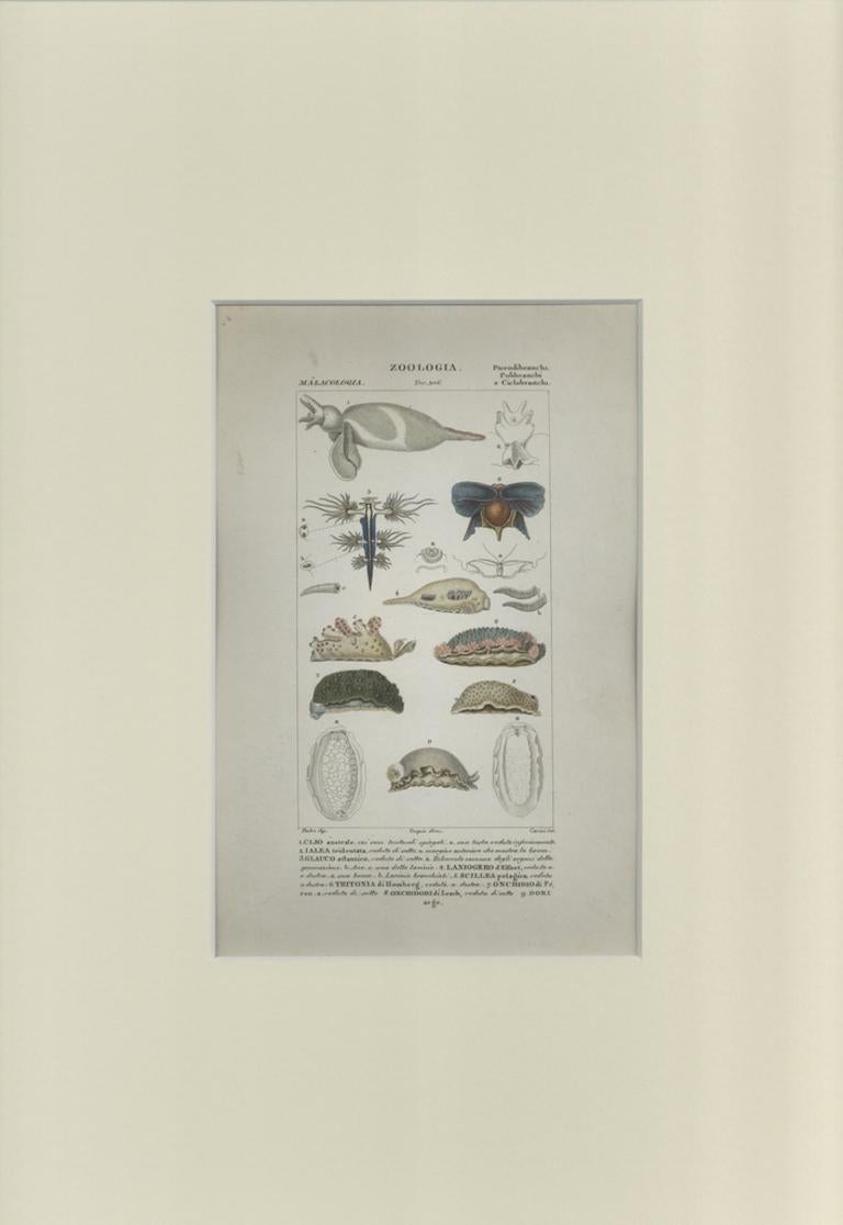Pterodibranchi...- Radierung von Jean Francois Turpin - 1831 – Print von TURPIN, P[ierre Jean Francois]