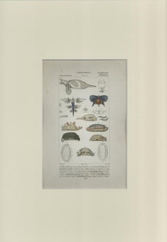 Pterodibranchi...- Etching by Jean Francois Turpin - 1831