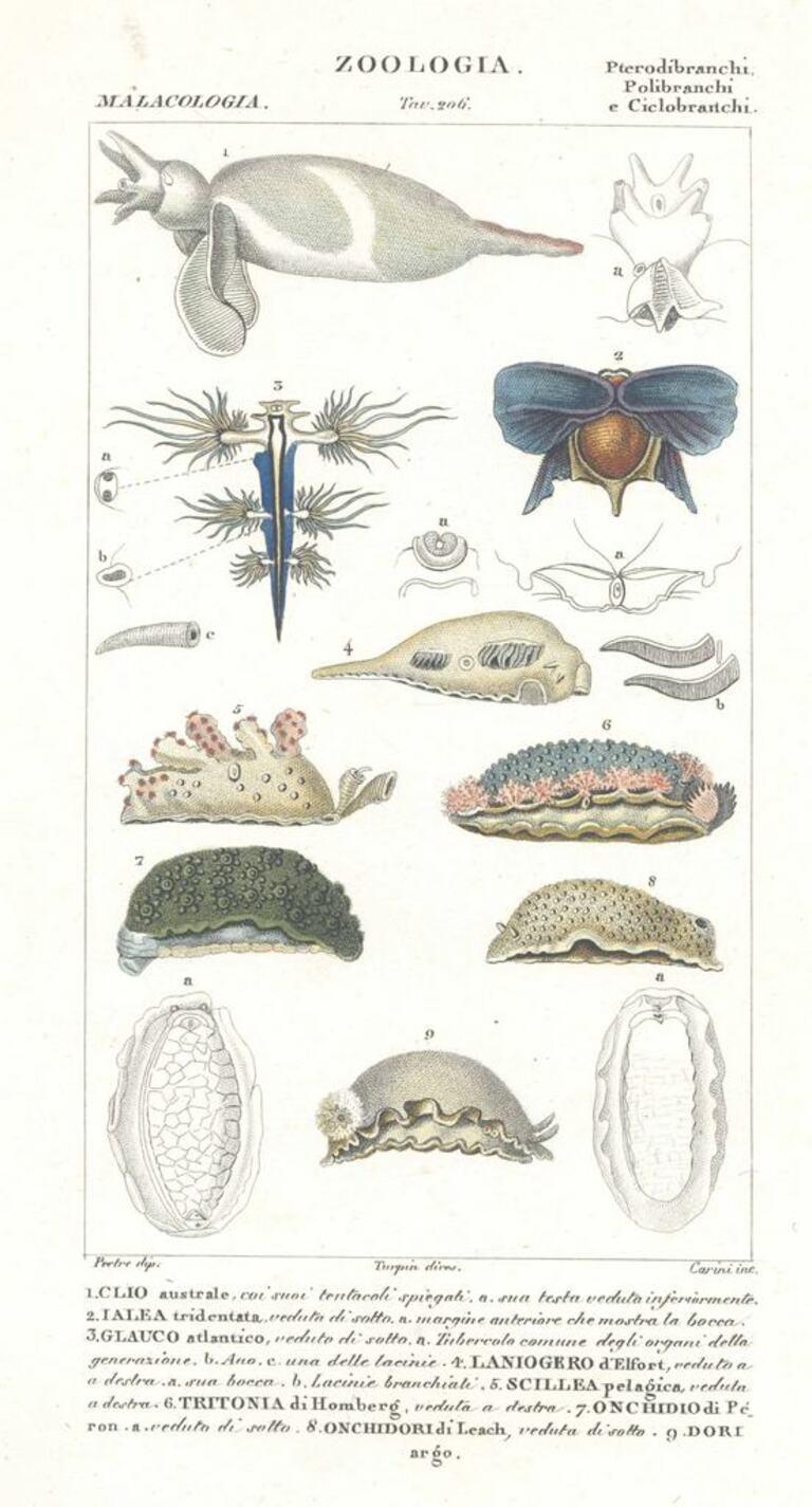 TURPIN, P[ierre Jean Francois] Animal Print - Pterodibranchi...- Etching by Jean Francois Turpin - 1831