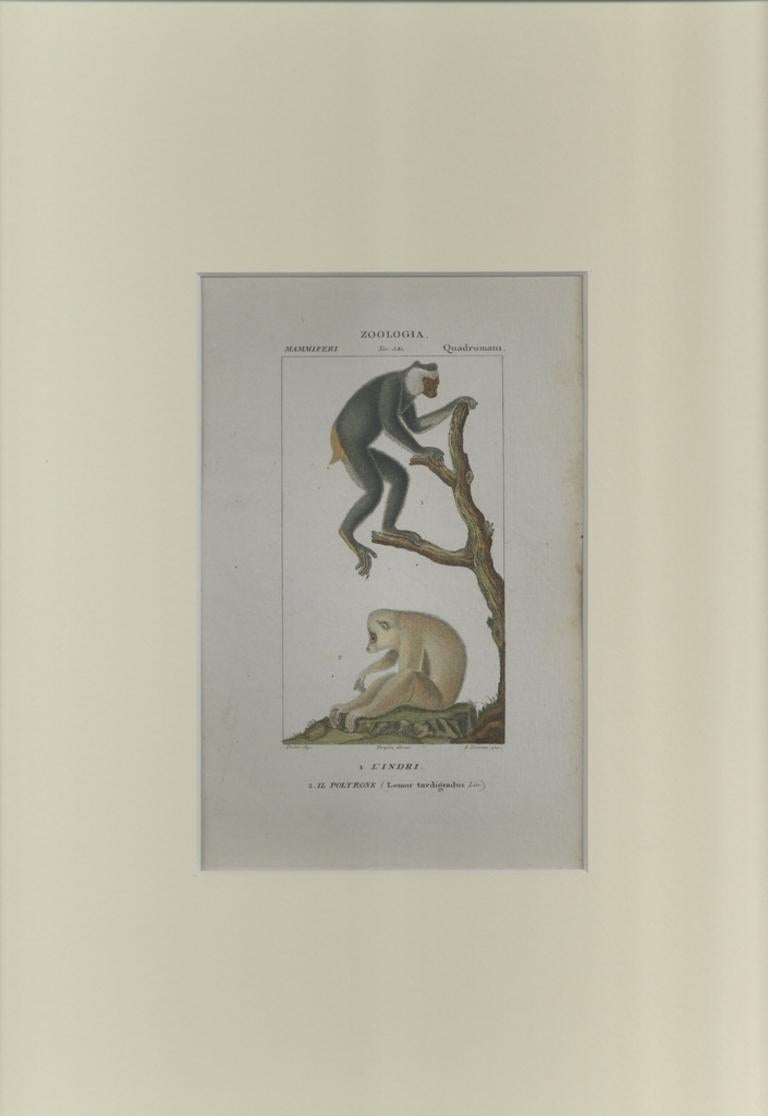 Quadrumanous, planche 341, gravure de Jean Francois Turpin - 1831 - Print de TURPIN, P[ierre Jean Francois]