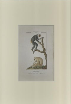 Quadrumanous - Plate 341 - Etching by Jean Francois Turpin - 1831