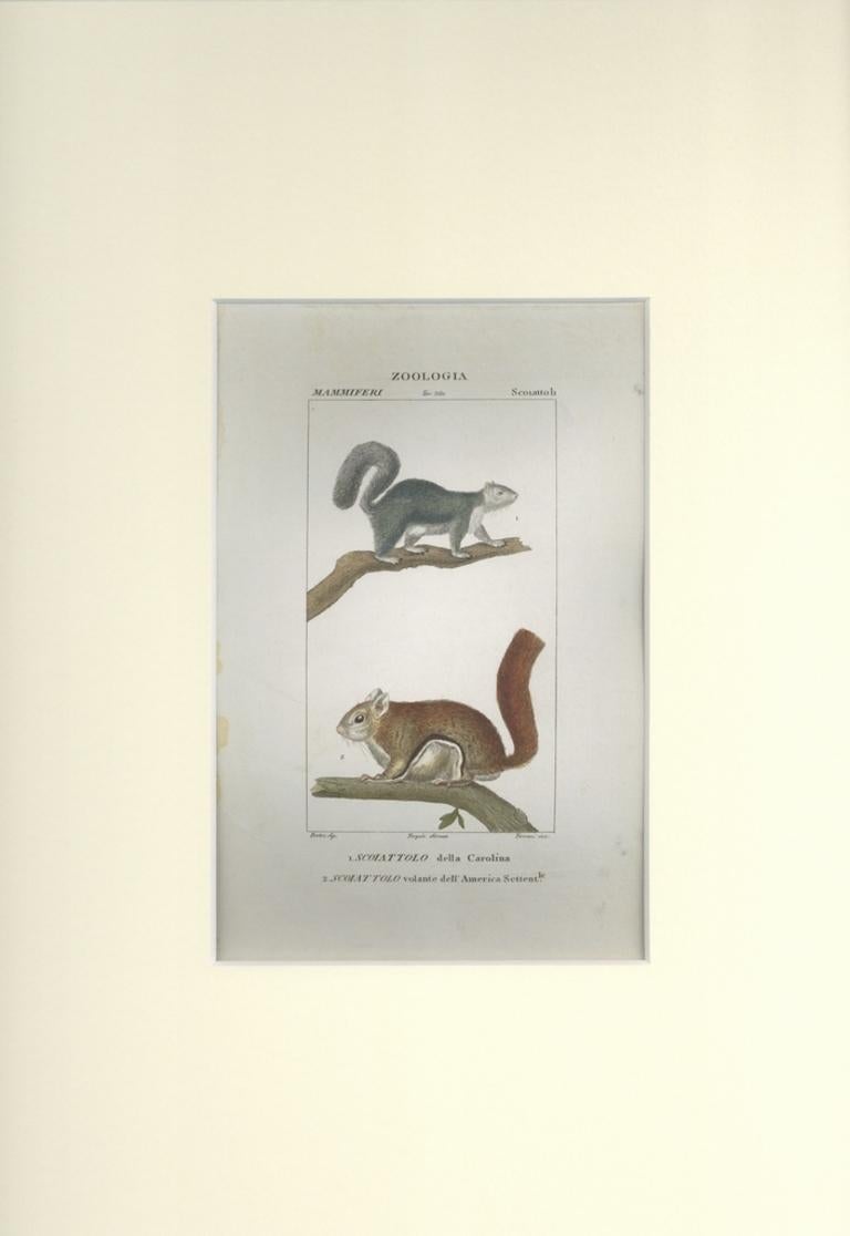 Écureuils zoologiques, plaque 360, gravure de Jean Francois Turpin-1831 - Print de TURPIN, P[ierre Jean Francois]