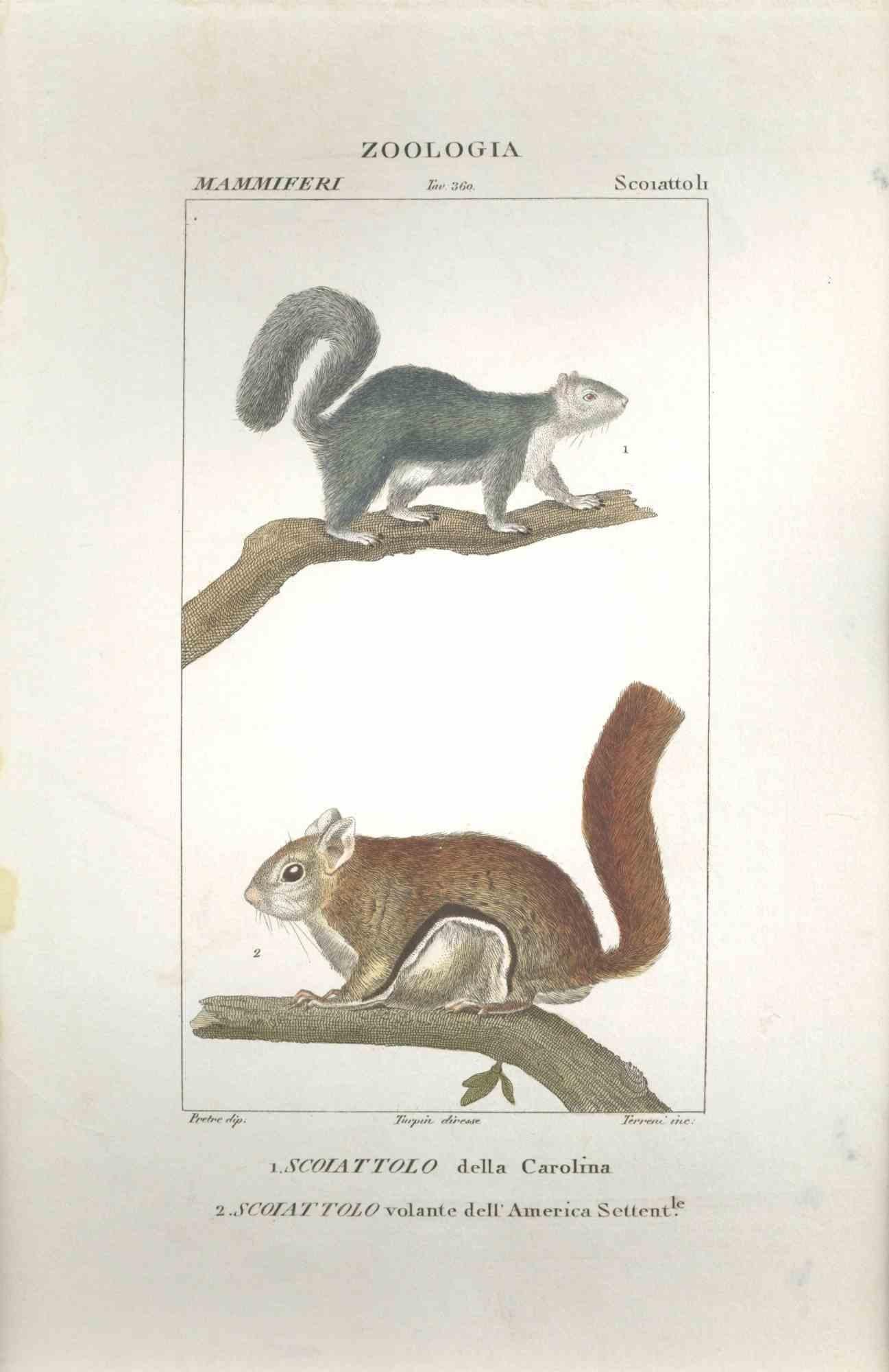 TURPIN, P[ierre Jean Francois] Animal Print - Squirrels-Zoology-Plate 360- Etching by Jean Francois Turpin-1831