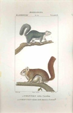 Scoiattoli-Zoologia-Plate 360- Acquaforte di Jean Francois Turpin-1831