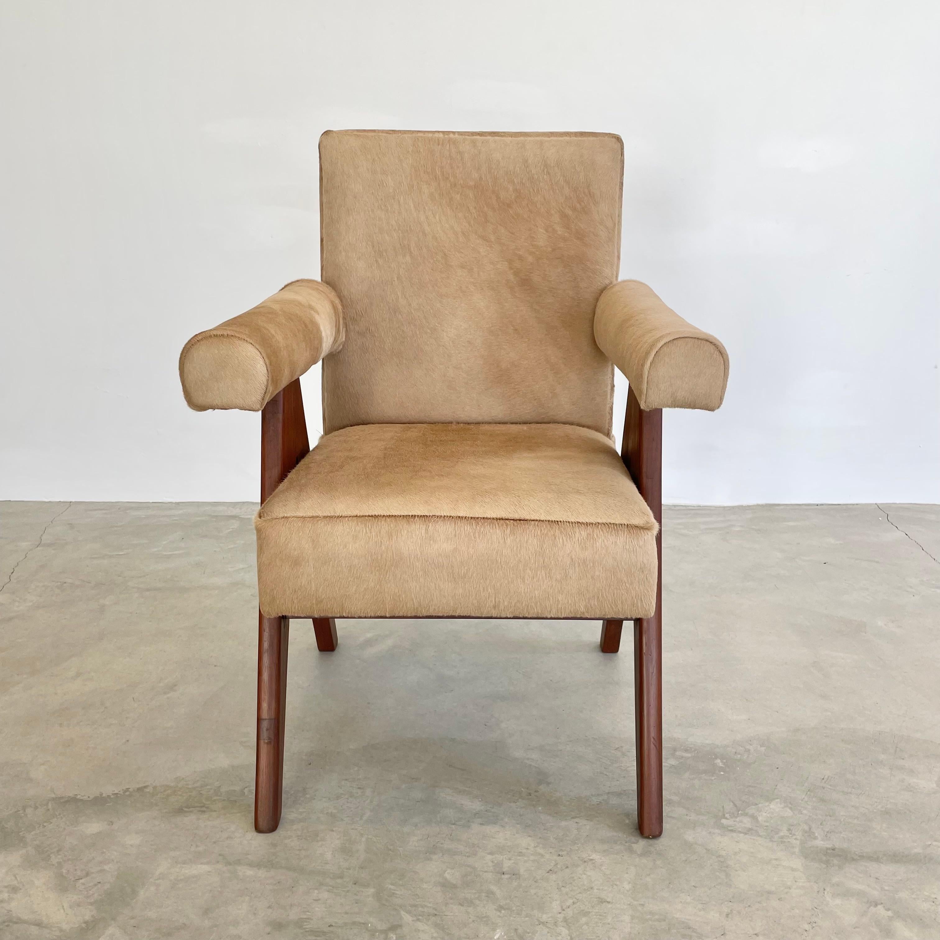 Superbe chaise sénatoriale en teck entièrement retapissée dans une peau de vache cappuccino, conçue par Pierre Jeanneret pour Chandigargh. Siège moelleux reposant sur deux 