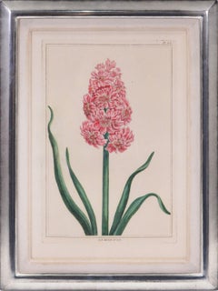 A Group of Six Hyacinths