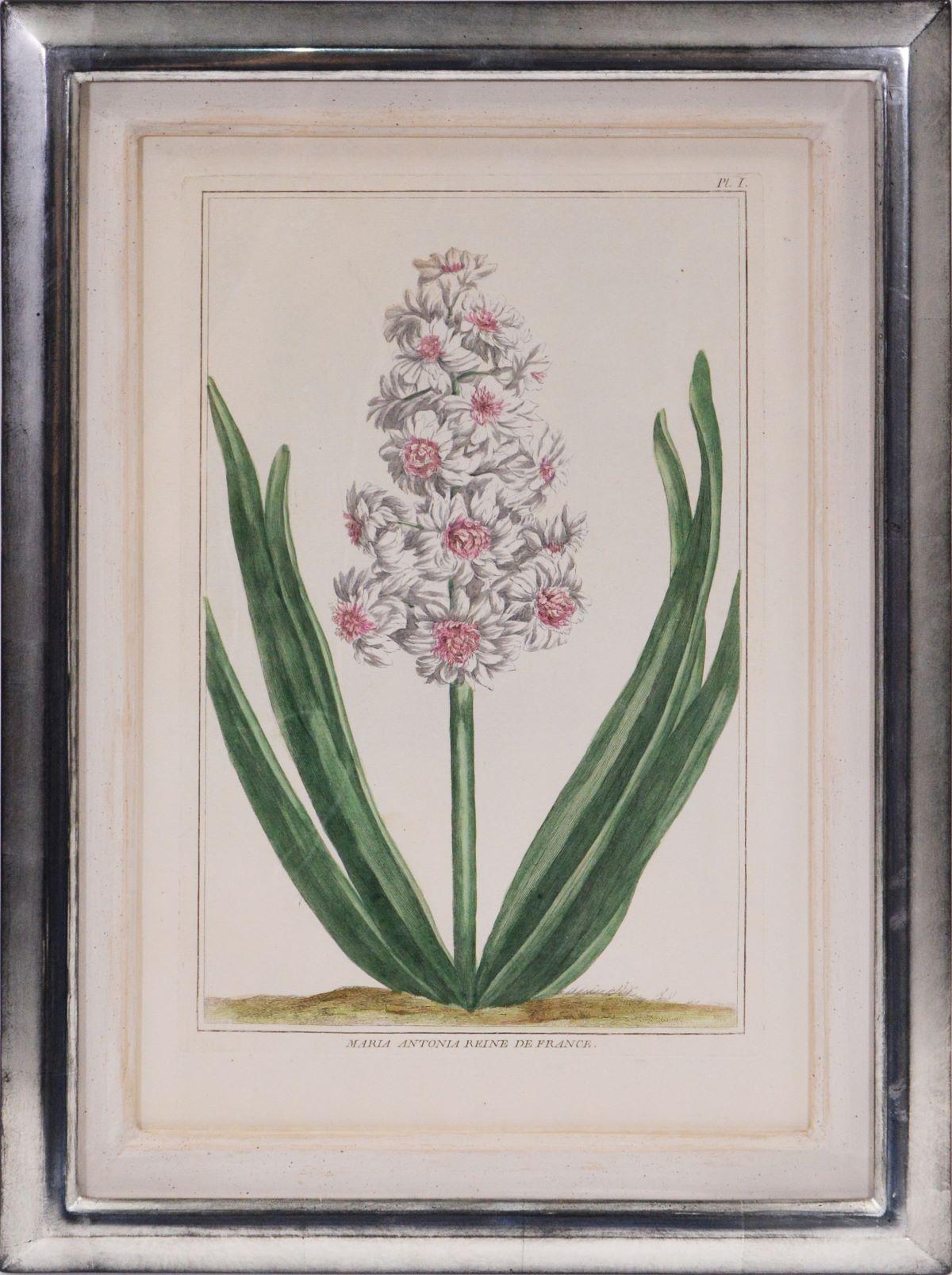 A Group of Six Hyacinths  - Naturalistic Print by Pierre-Joseph Buchoz