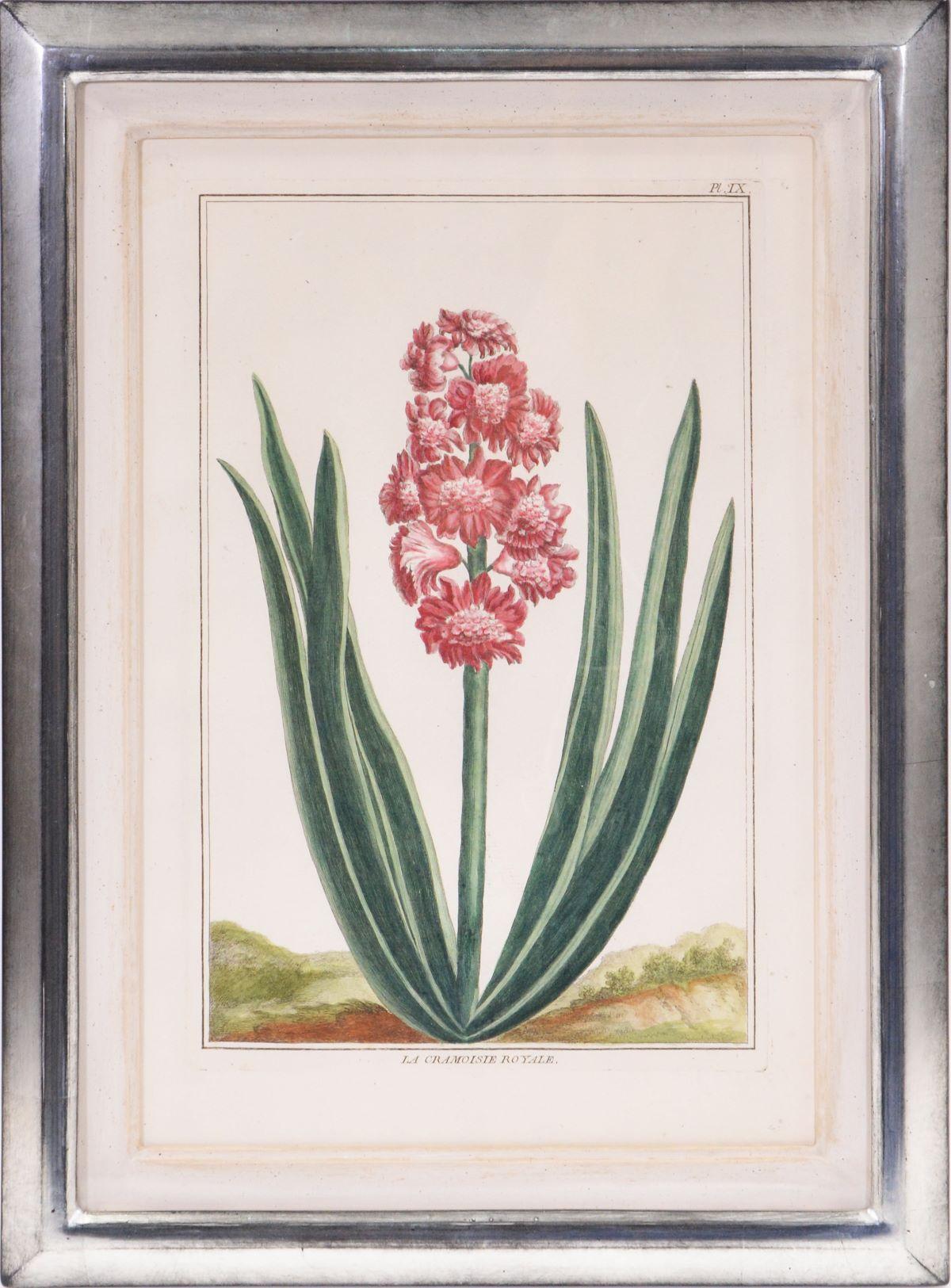 A Group of Six Hyacinths  For Sale 1