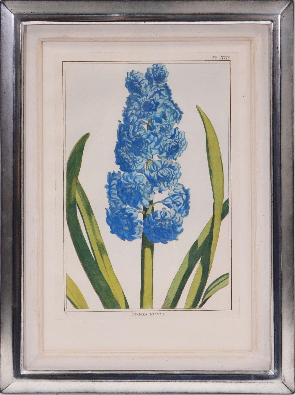 Pierre-Joseph Buchoz Figurative Print - A Group of Six Hyacinths 