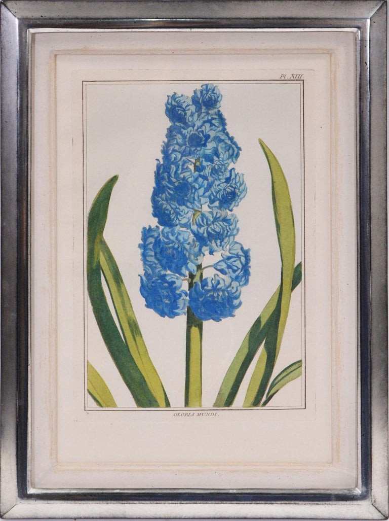 Lotus with Duck Plate LXXXI - Pierre Joseph Buchoz - Framed art Print