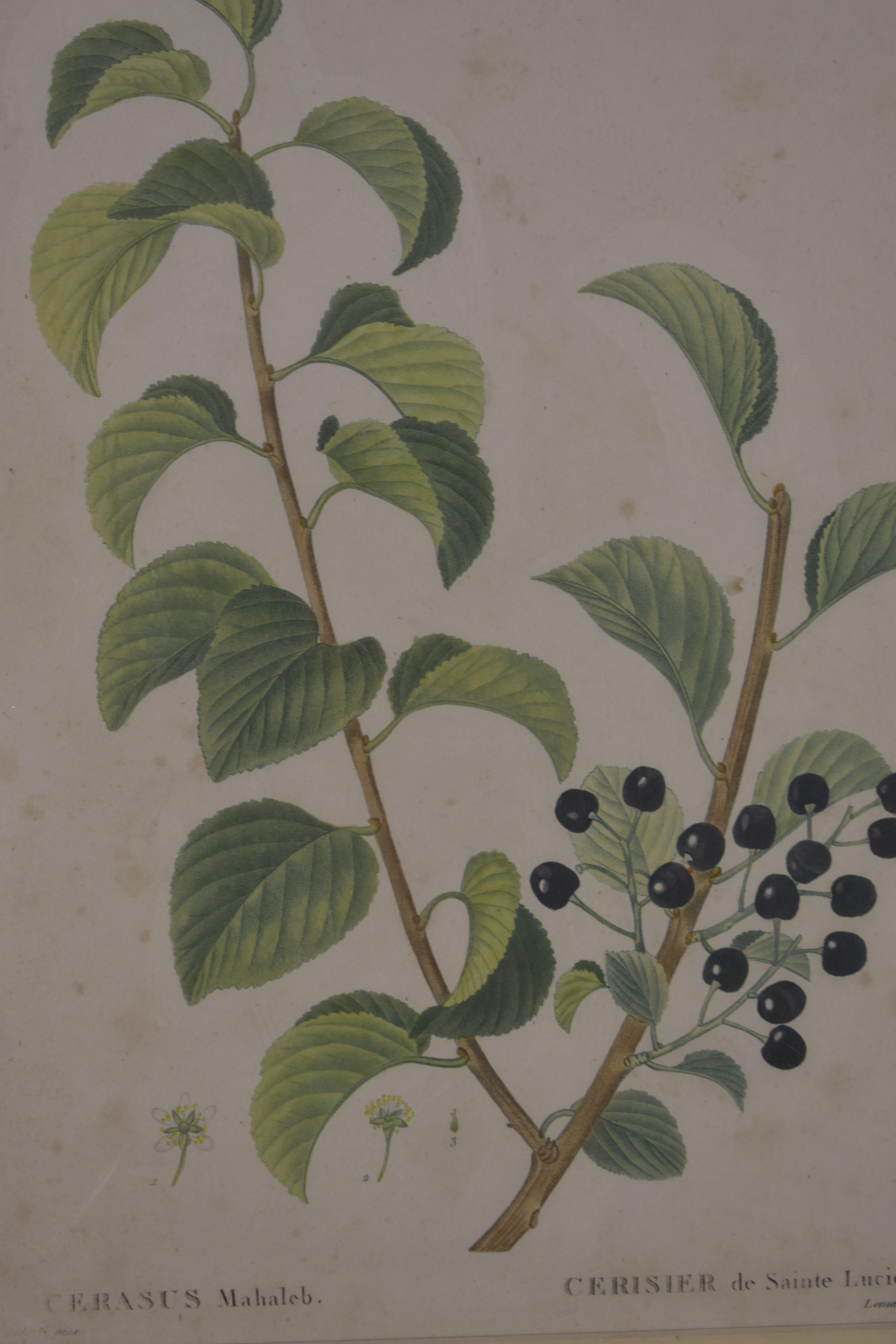 redoute botanical prints