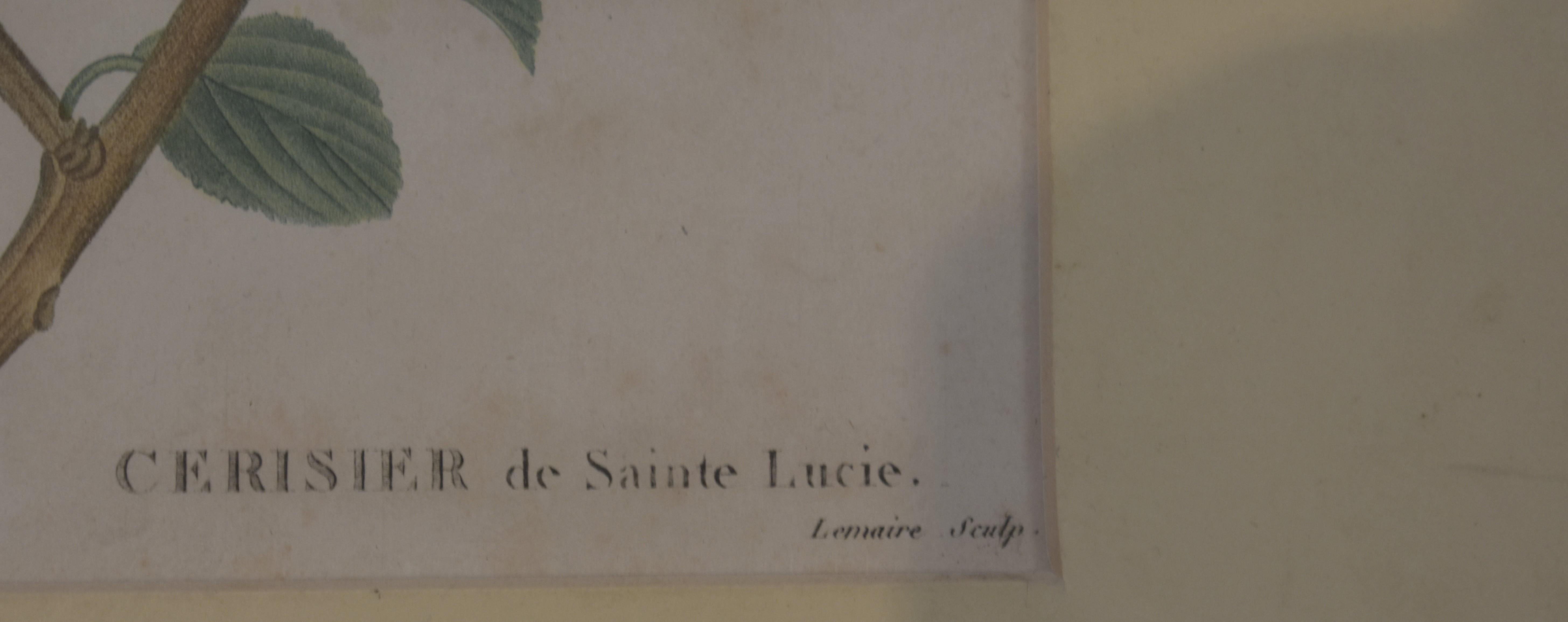 Botanicaler Druck von Redoute, 18. Jahrhundert (Alte Meister), Print, von Pierre Joseph Redoute