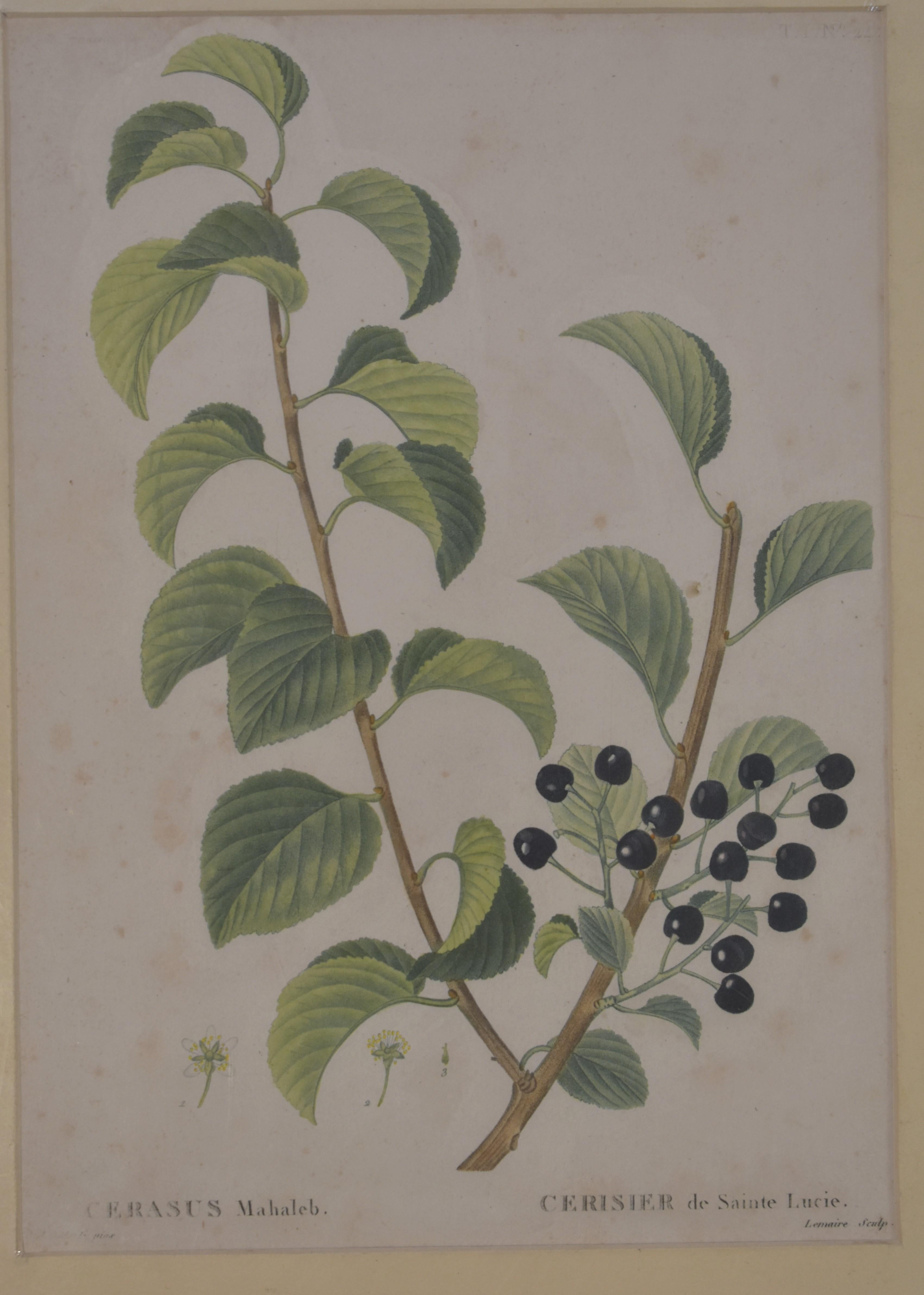 Impression botanique de Redoute, 18e siècle