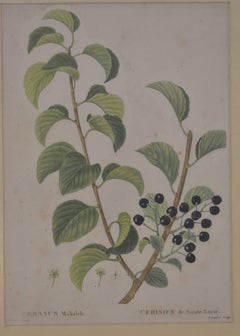 Botanical Print by Redoute, 18th C.