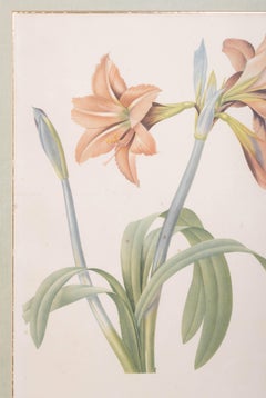 Pierre-Joseph Redouté Les Liliacées Amaryllis brasiliensis Engraving C.1805