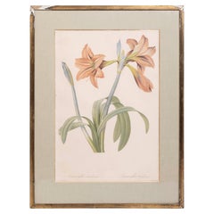 Pierre-Joseph Redouté Les Liliacées Amaryllis brasiliensis Engraving C.1805