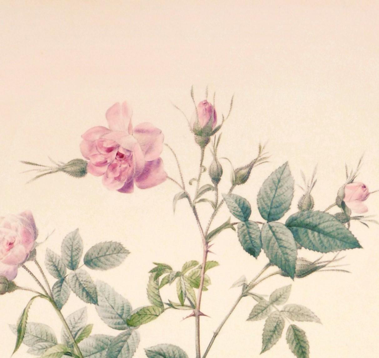 REDOUTE, Pierre Joseph.  Rosa Parvi-Flora. - Painting by Pierre-Joseph Redouté