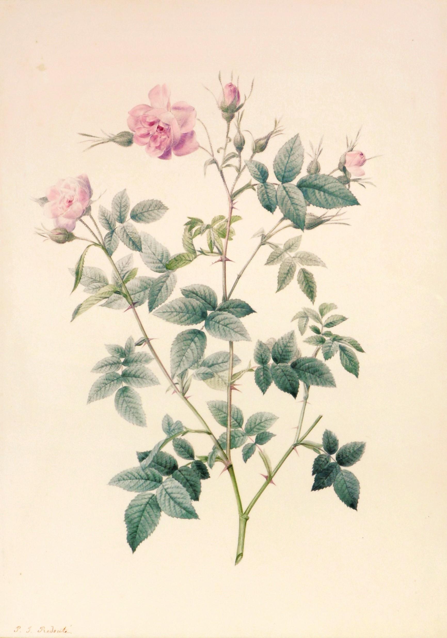p.j. redoute value of prints