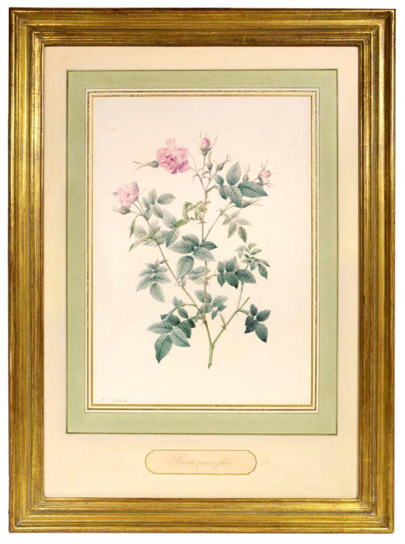 REDOUTE, Pierre-Joseph.  Rosa Parvi-Flora. 