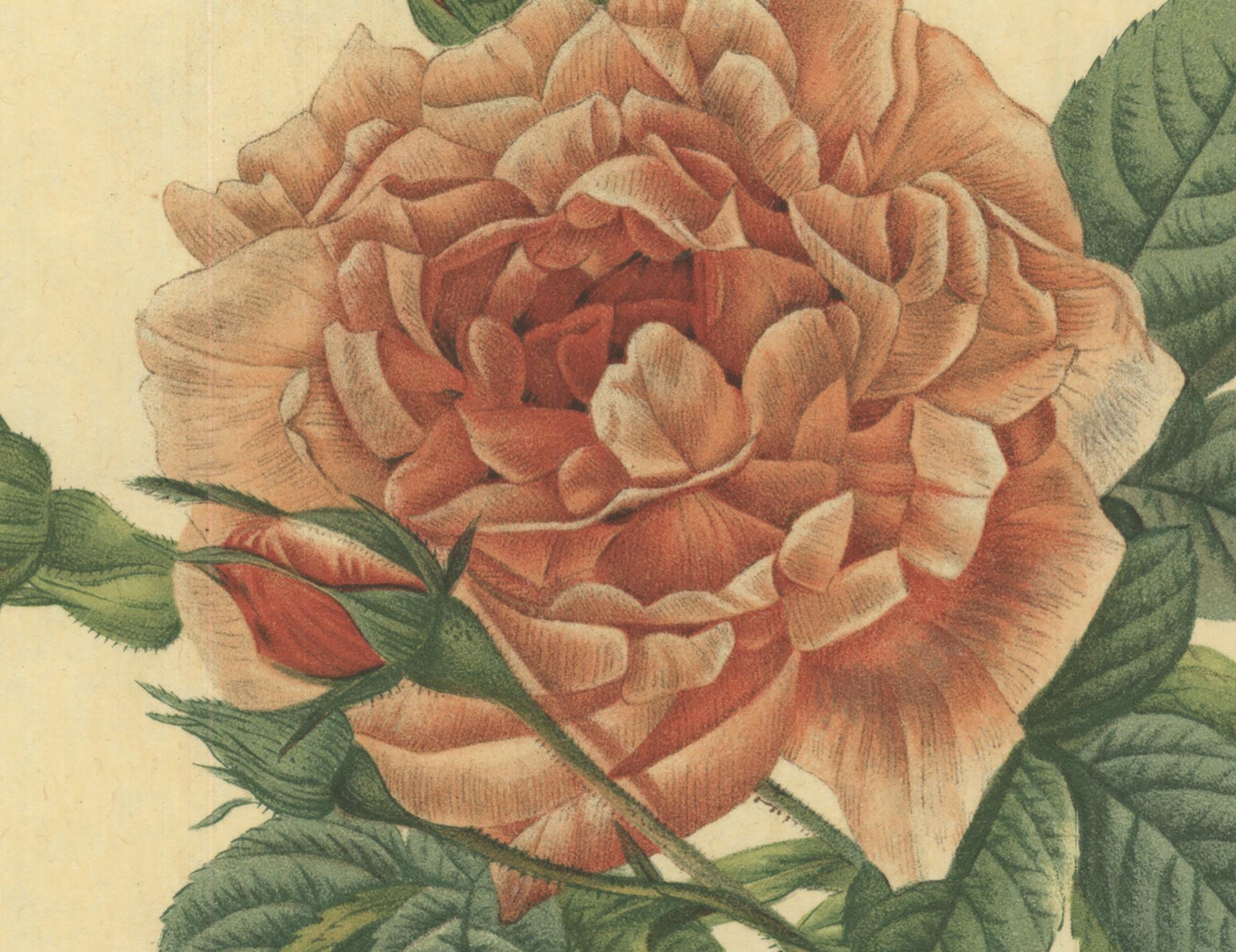 rosa macrocarpa