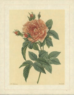 Vintage 1938 Pierre-Joseph Redoute 'Rosa Bifera Macrocarpa; Rosier de Portland 'Rose