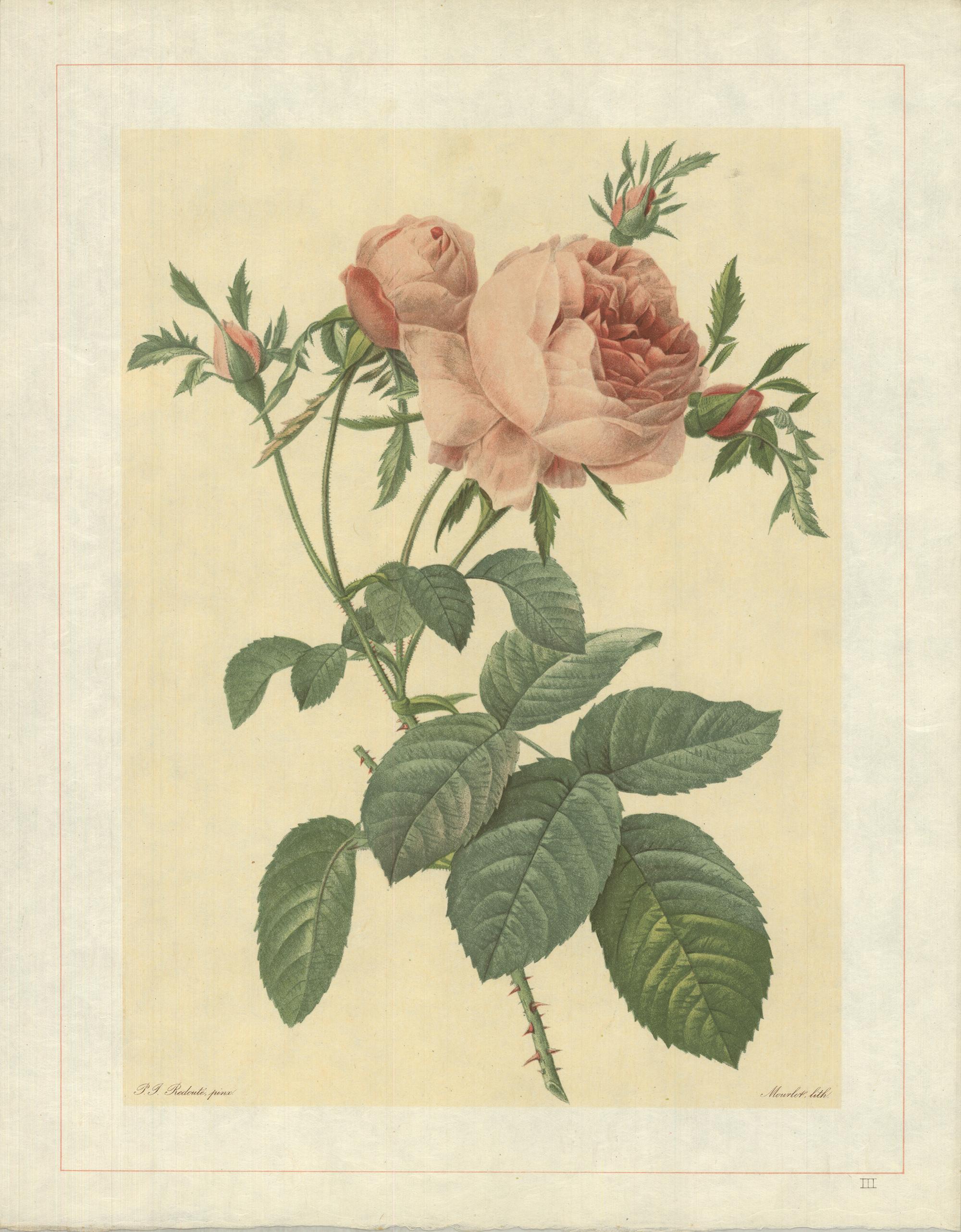 Pierre-Joseph Redouté Print - 1938 Pierre-Joseph Redoute 'Rosa Centifolia Foliacea' Lithograph 