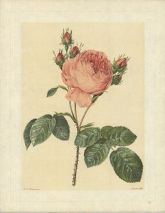 1938 Pierre-Joseph Redoute 'Rosa Centifolia; Rosier de Provence' Lithograph