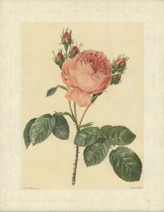 Vintage 1938 Pierre-Joseph Redoute 'Rosa Centifolia; Rosier de Provence' Lithograph