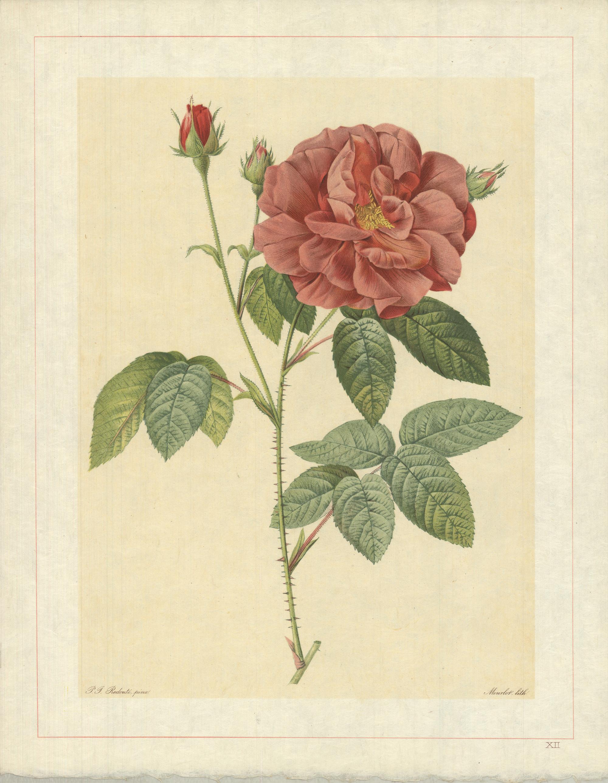 Pierre-Joseph Redouté Print - 1938 Pierre-Joseph Redoute 'Rosa Gallica Officinalis; Rosier des Apothicaires' F