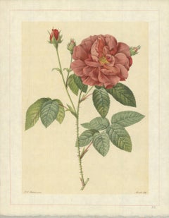 Vintage 1938 Pierre-Joseph Redoute 'Rosa Gallica Officinalis; Rosier des Apothicaires' F