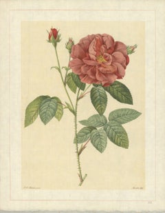1938 Pierre-Joseph Redoute 'Rosa Gallica Officinalis; Rosier des Apothicaires'