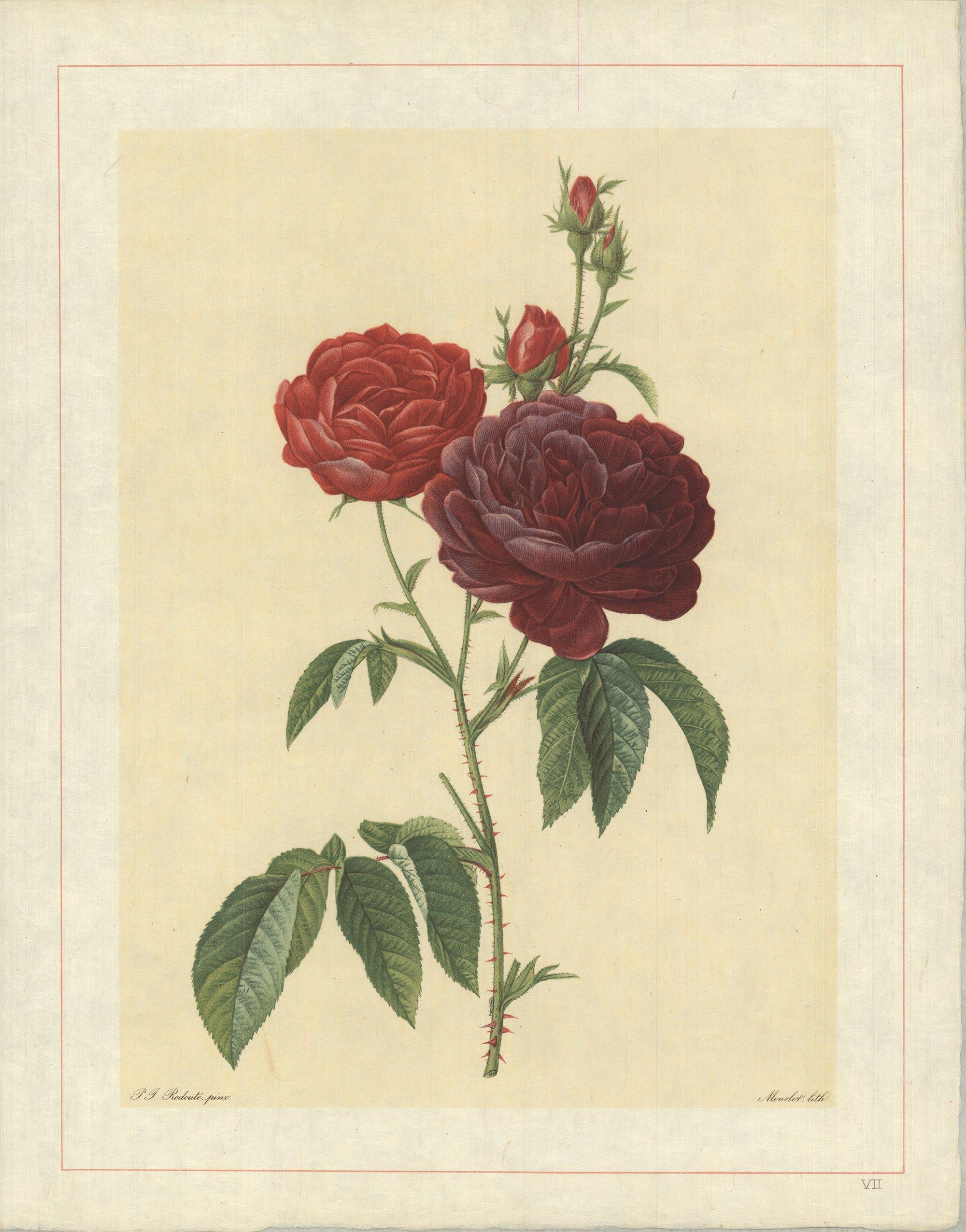 1938 Pierre-Joseph Redoute 'Rosa Gallica (Purpuroviolacea Magna); Rosier Evêque  - Print by Pierre-Joseph Redouté