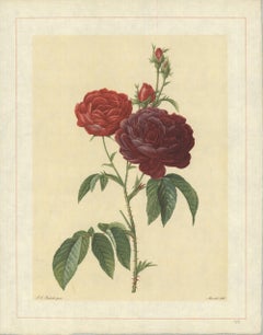 1938 Pierre-Joseph Redoute 'Rosa Gallica (Purpuroviolacea Magna); Rosier Evêque 