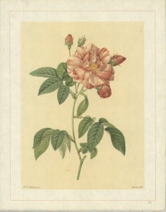 Vintage 1938 Pierre-Joseph Redoute 'Rosa Gallica Versicolor; Rosier de France a fleurs