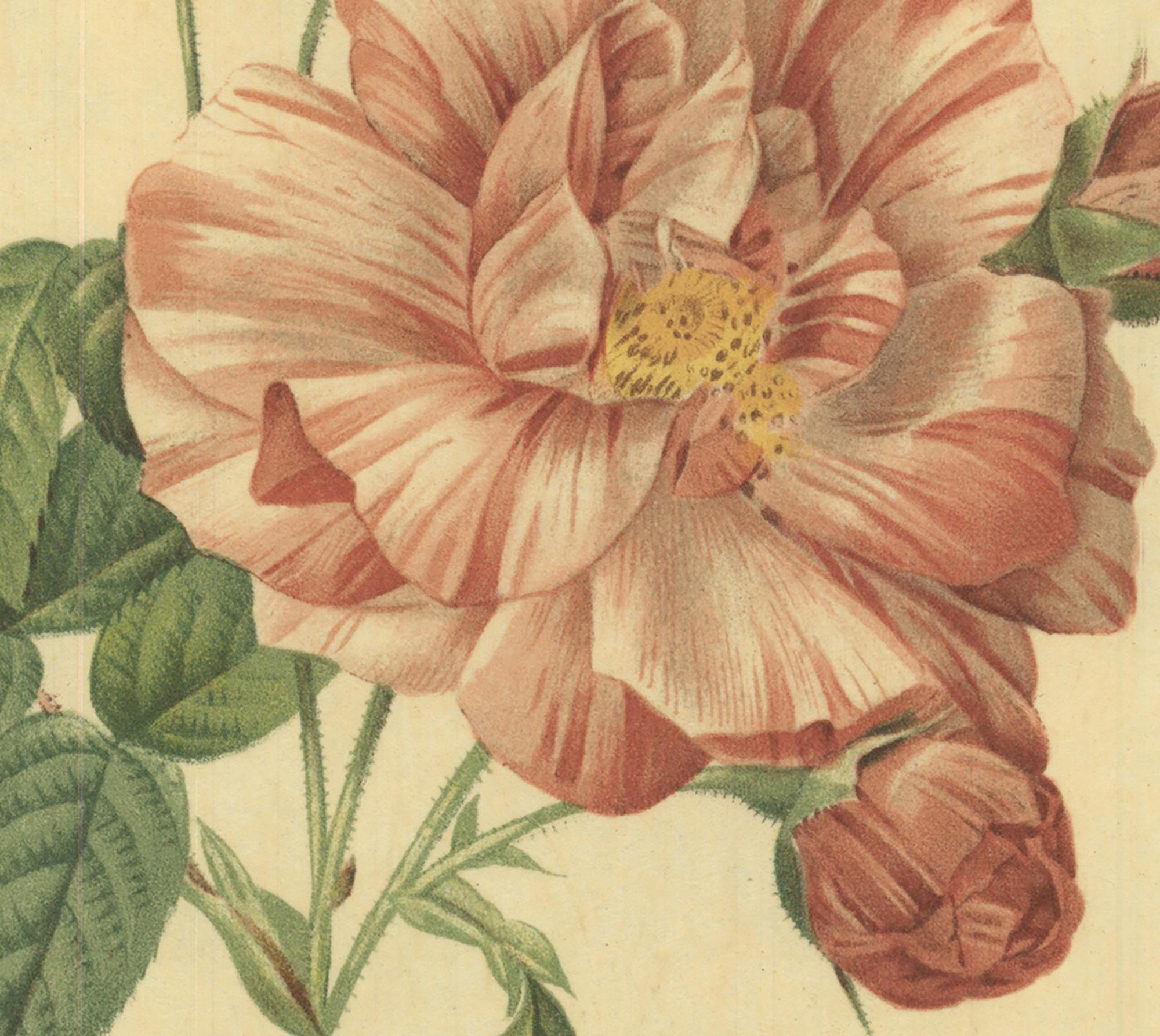 1938 Pierre-Joseph Redoute 'Rosa Gallica Versicolor; Rosier de France a fleurs p - Beige Print by Pierre-Joseph Redouté