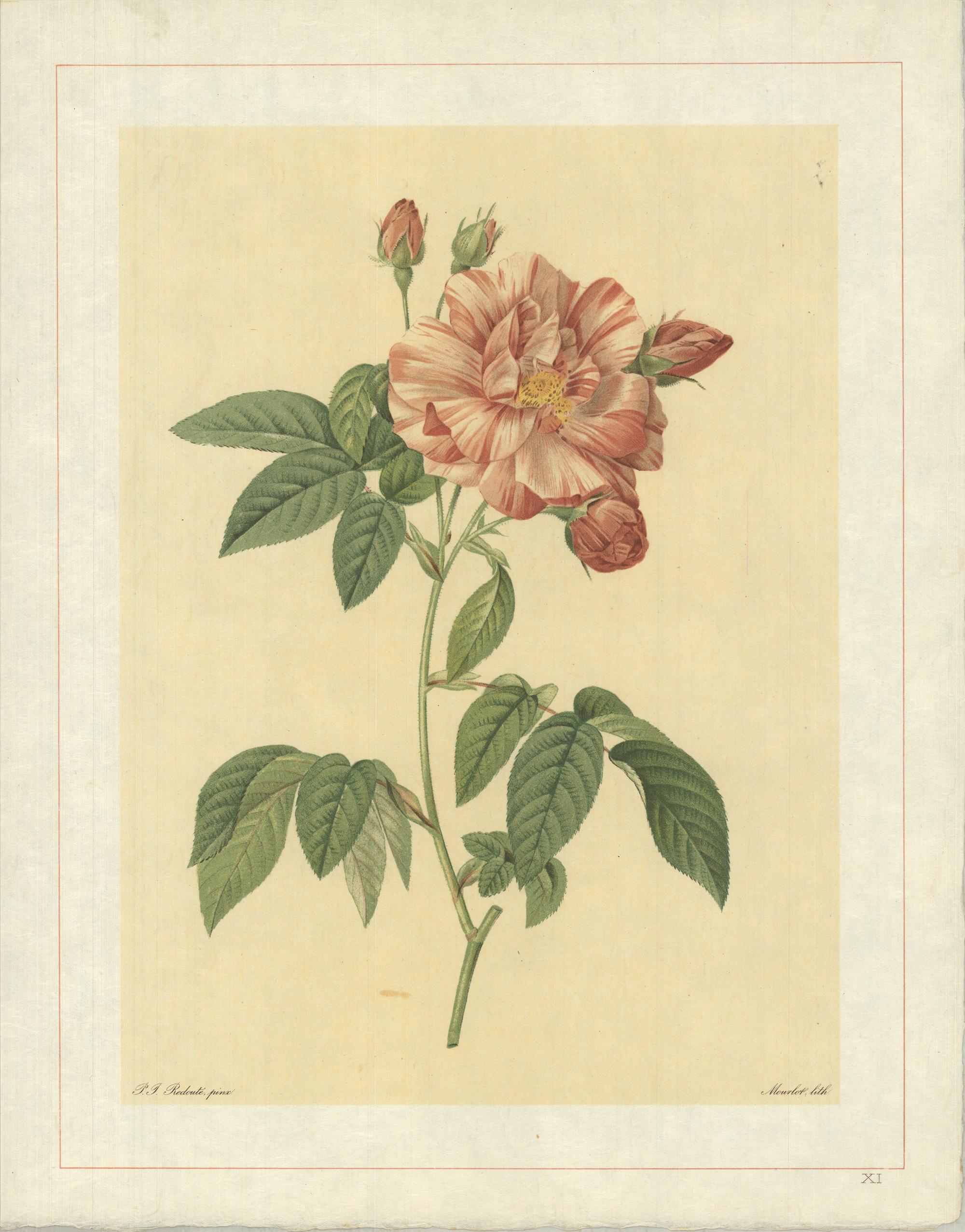 Pierre-Joseph Redouté Print - 1938 Pierre-Joseph Redoute 'Rosa Gallica Versicolor; Rosier de France a fleurs p