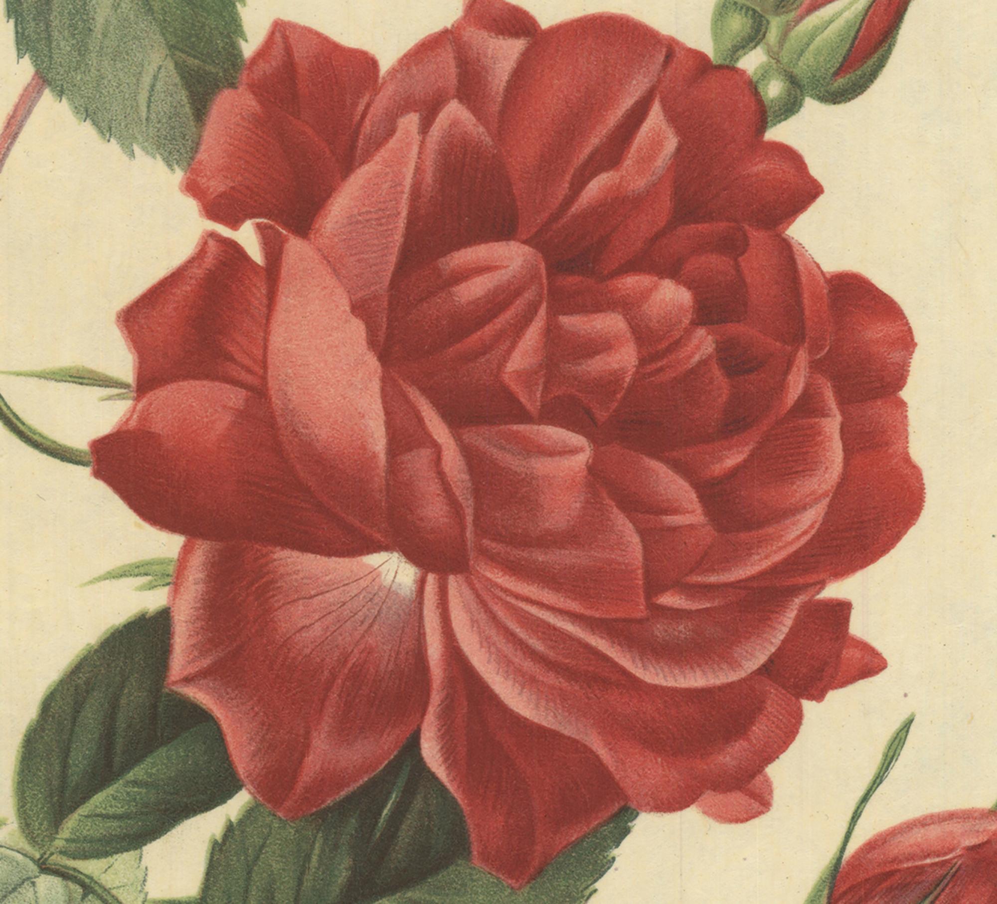 1938 Pierre-Joseph Redoute 'Rosa Indica Cruenta; Rosier mensuel 'Slater's Crimso - Beige Print by Pierre-Joseph Redouté