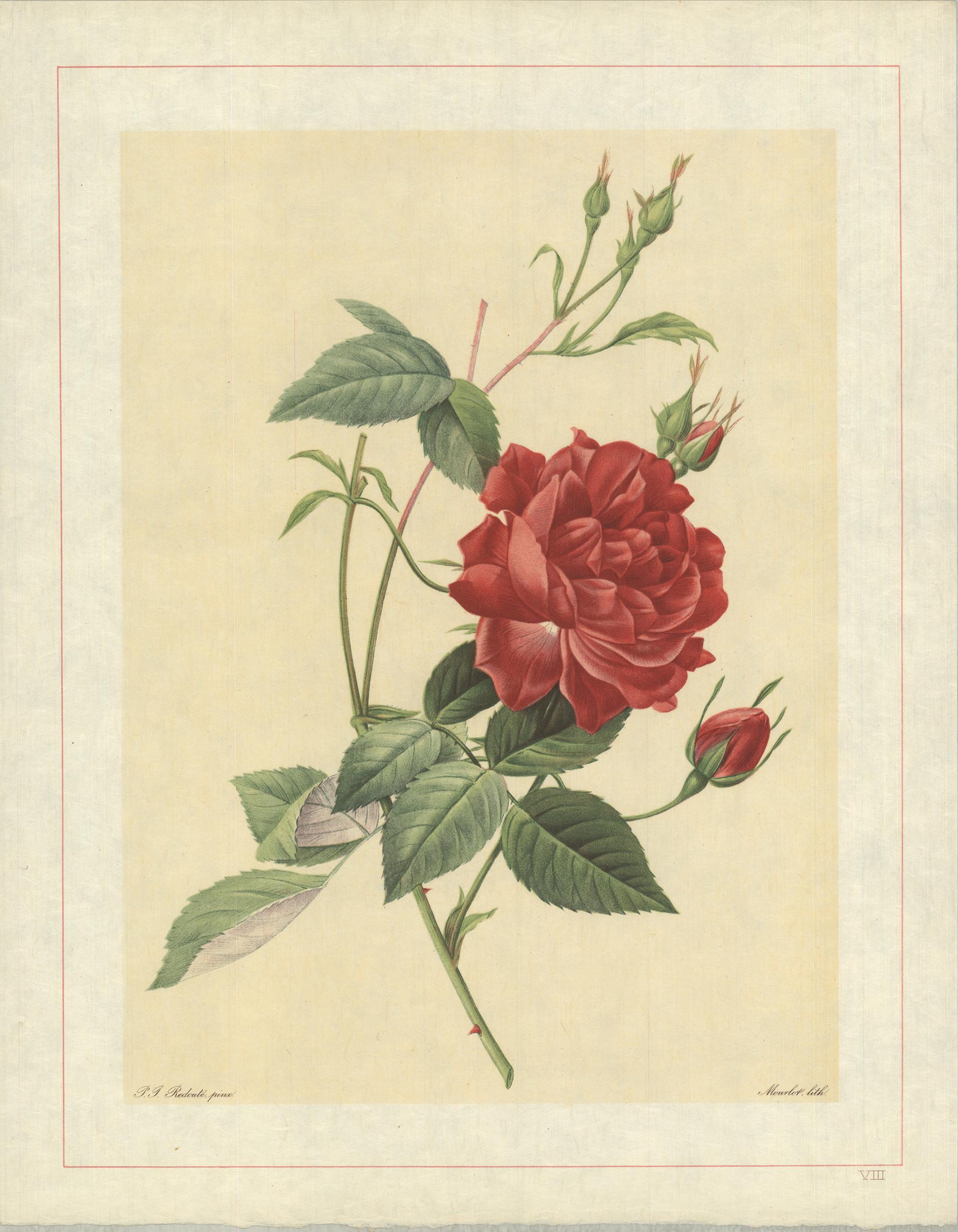 Pierre-Joseph Redouté Print - 1938 Pierre-Joseph Redoute 'Rosa Indica Cruenta; Rosier mensuel 'Slater's Crimso