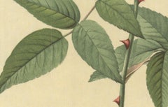 1938 Pierre-Joseph Redoute 'Rosa Indica Vulgaris; Rosier de Chine 'Old Blush Chi
