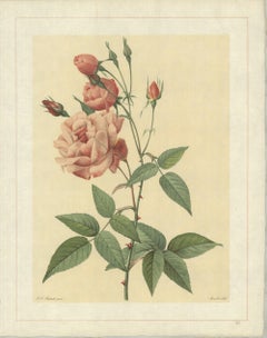 1938 Pierre-Joseph Redoute 'Rosa Indica Vulgaris; Rosier de Chine 'Old Blush