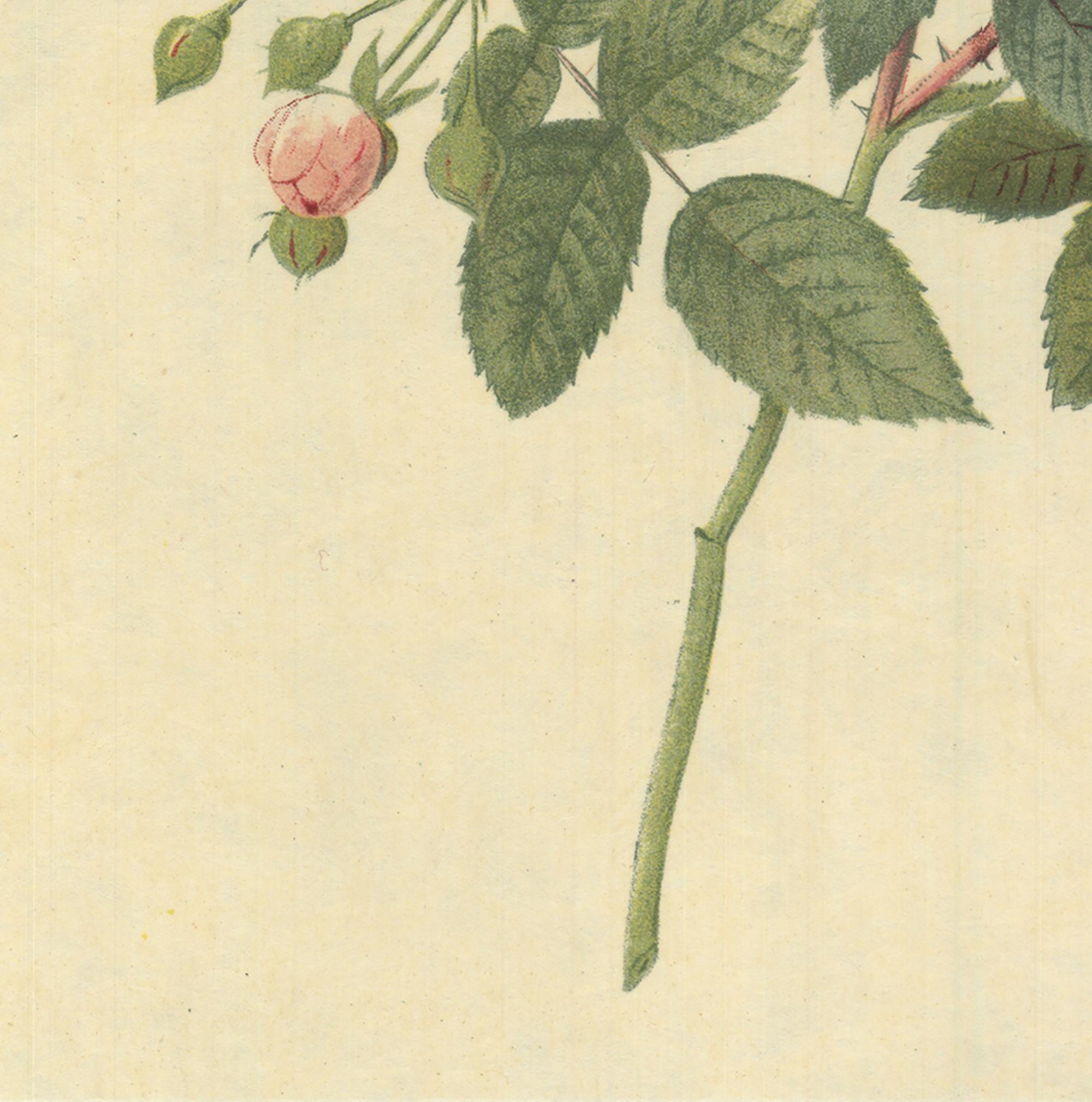 1938 Pierre-Joseph Redoute 'Rosa Multiflora Carnea' Lithograph  - Print by Pierre-Joseph Redouté