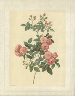 1938 Pierre-Joseph Redoute 'Rosa Multiflora Carnea; Rosier du Japon á fleurs