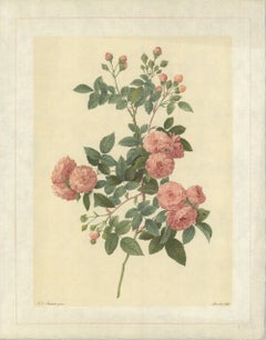 Vintage 1938 Pierre-Joseph Redoute 'Rosa Multiflora Carnea; Rosier du Japon á fleurs