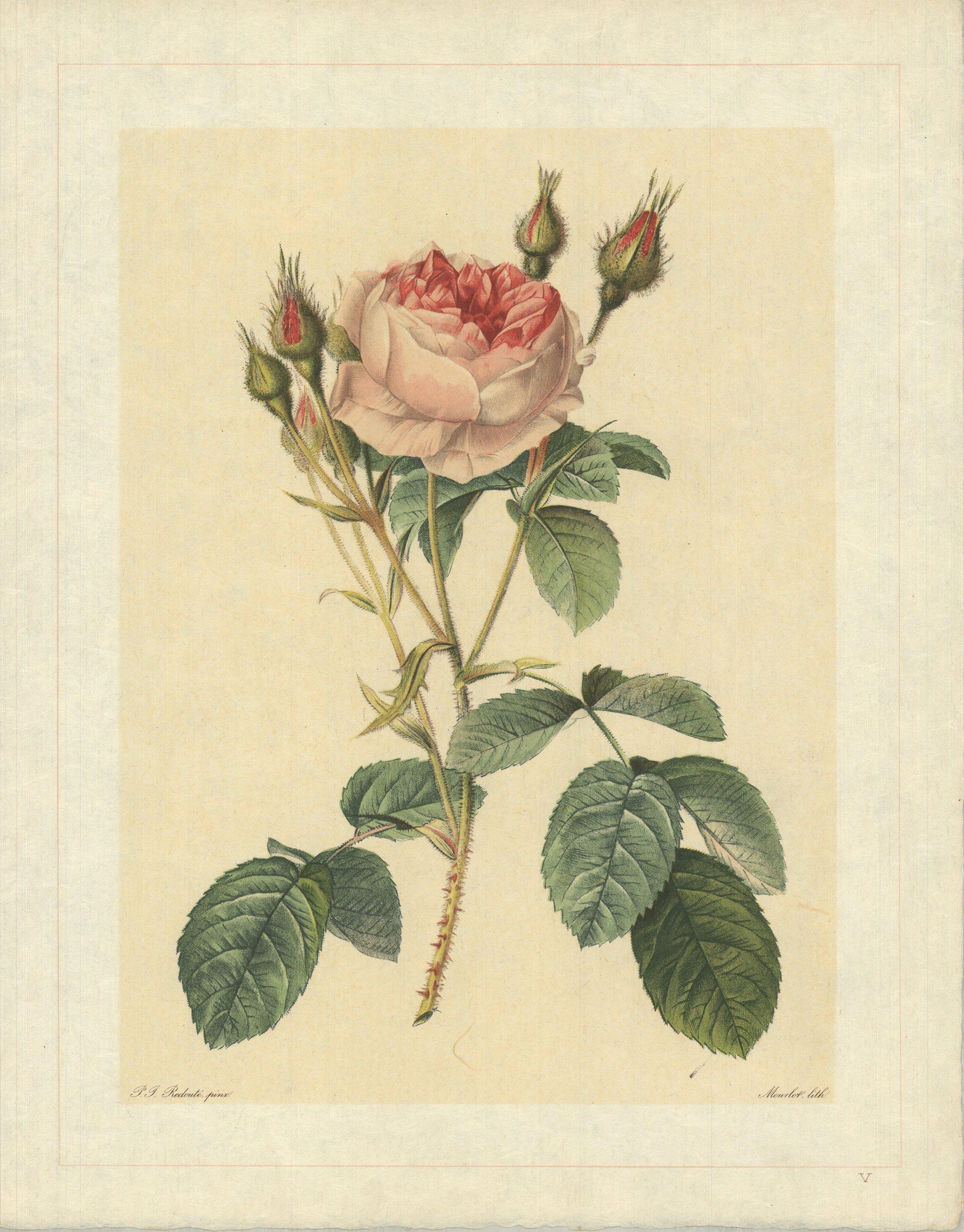1938 Pierre-Joseph Redoute 'Rosa Muscosa Multiplex; Rosier mousseux a fleurs - Print by Pierre-Joseph Redouté