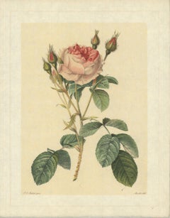 1938 Pierre-Joseph Redoute 'Rosa Muscosa Multiplex; Rosier mousseux a fleurs