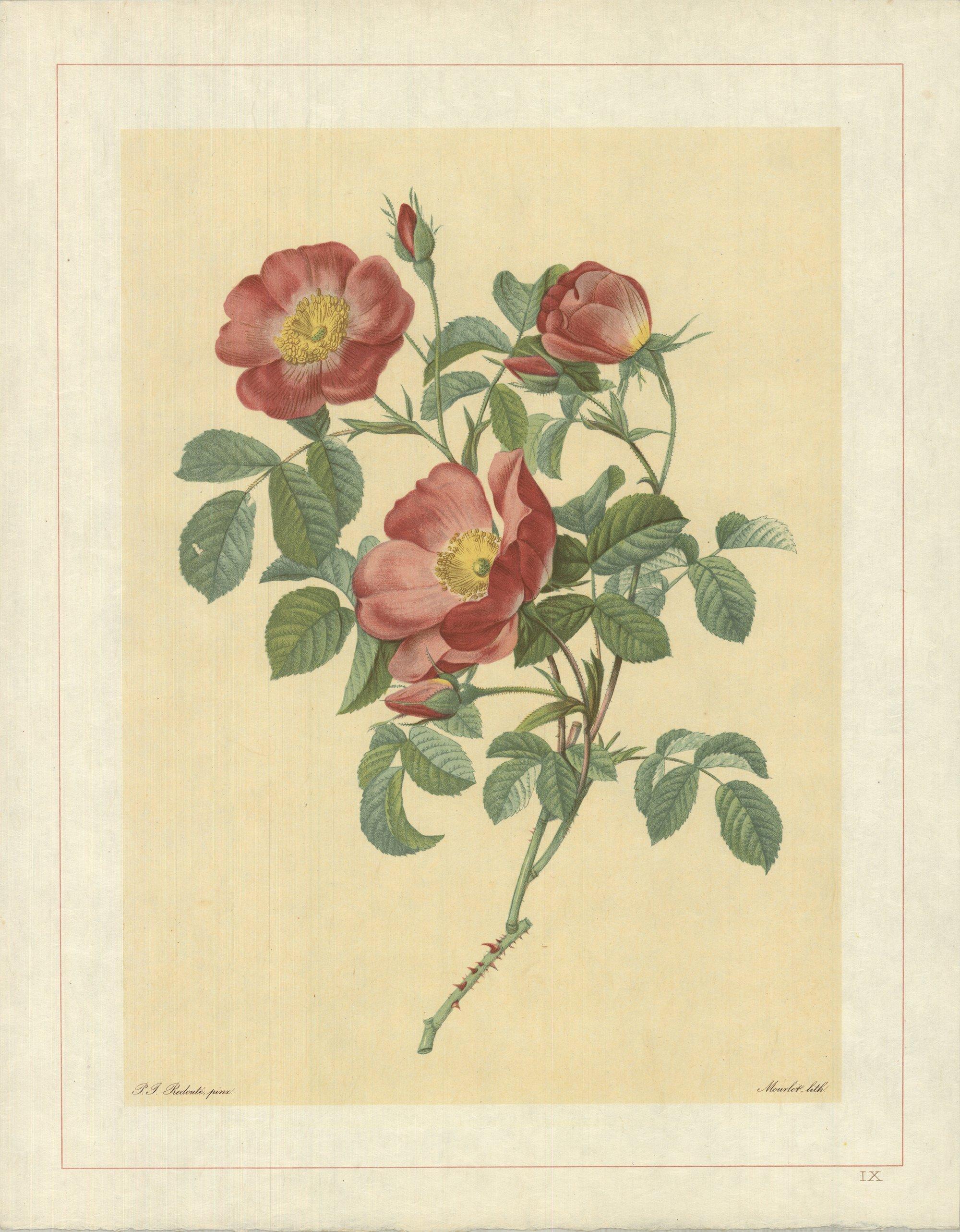 1938 Pierre-Joseph Redoute 'Rosa Pumila; Rosier d'Amour; Rosier d'Autriche' - Print by Pierre-Joseph Redouté