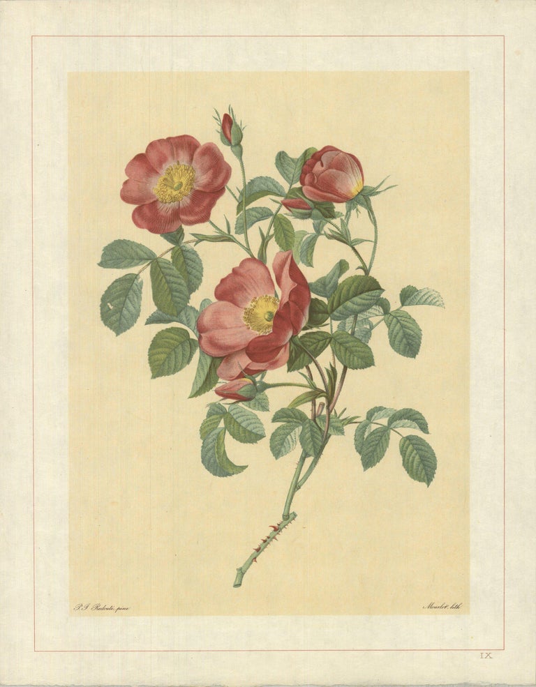 Rosa Bifera Pumila Pierre Joseph Redoute main image 1